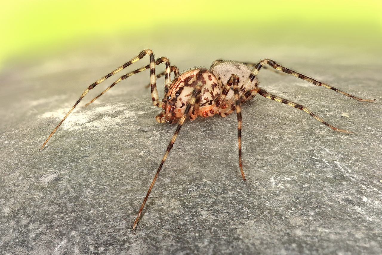 Scytodes thoracica - La Spezia